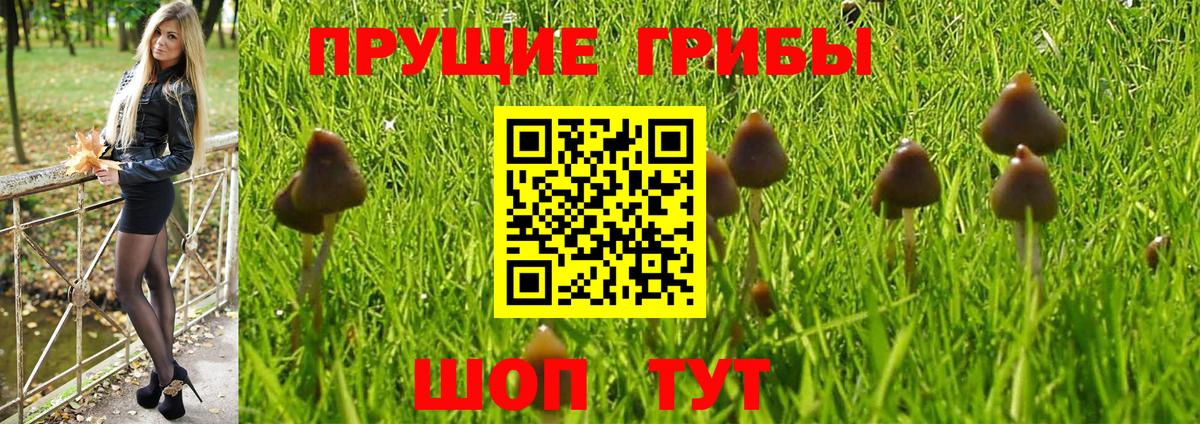 Псилоцибиновые грибы MAGIC MUSHROOMS  Галлюциногенные грибы MAGIC MUSHROOMS  Гатчина  Вход с VPN 